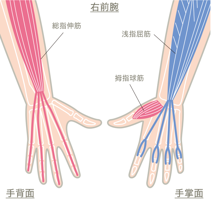 手と腕の筋負担比較図