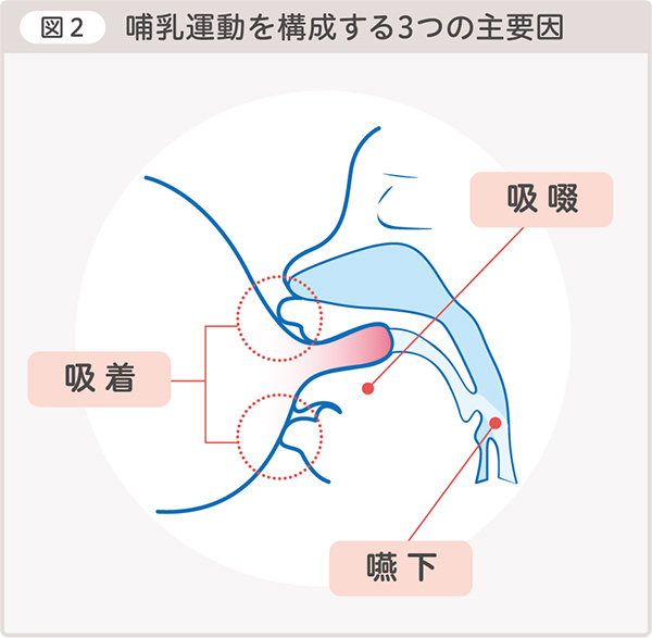 図２ 哺乳運動を構成する３つの主要因