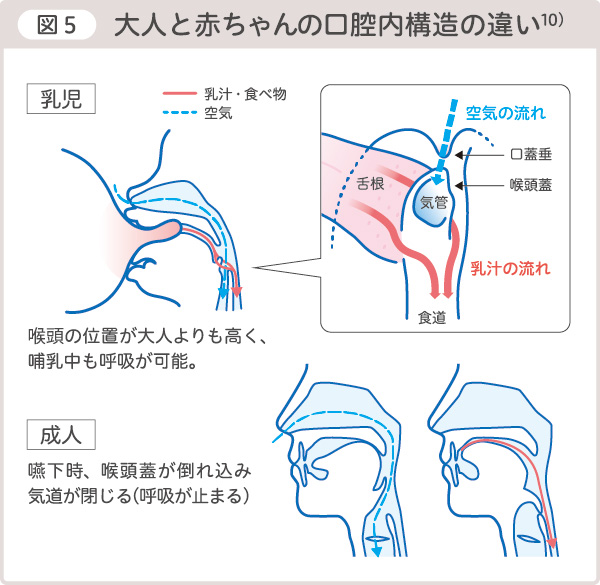 図5大人と赤ちゃんの口腔内構造の違い