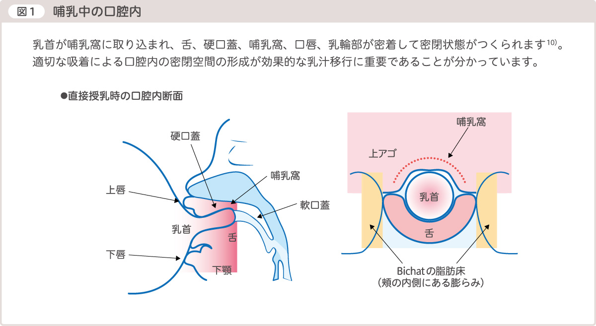 図1哺乳中の口腔内