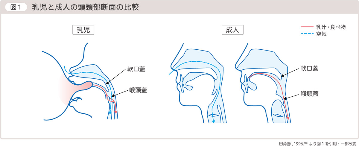 図1乳児と成人の頭頸部断面の比較