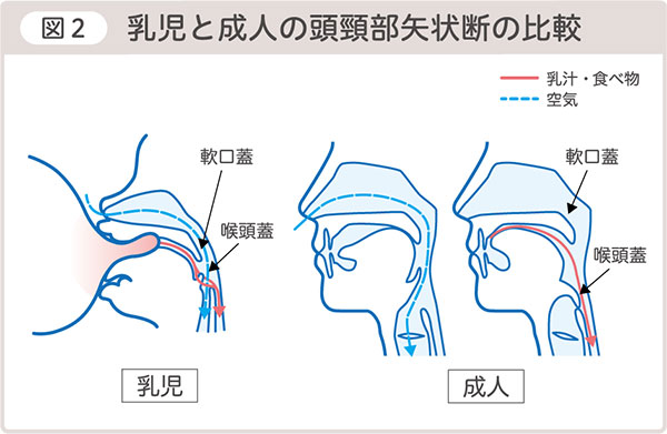 図２ 乳児と成人の頭顎部矢状態の比較