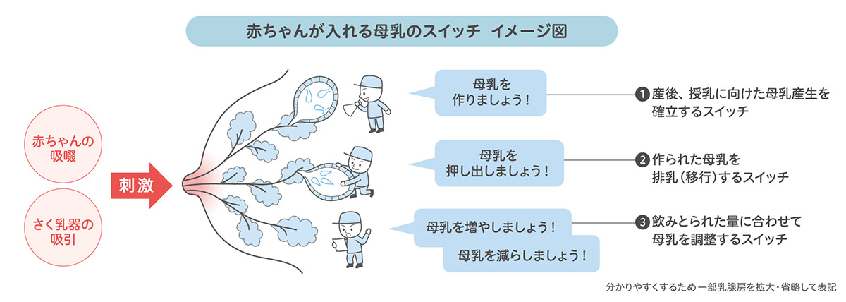 赤ちゃんが入れる母乳のスイッチイメージ図