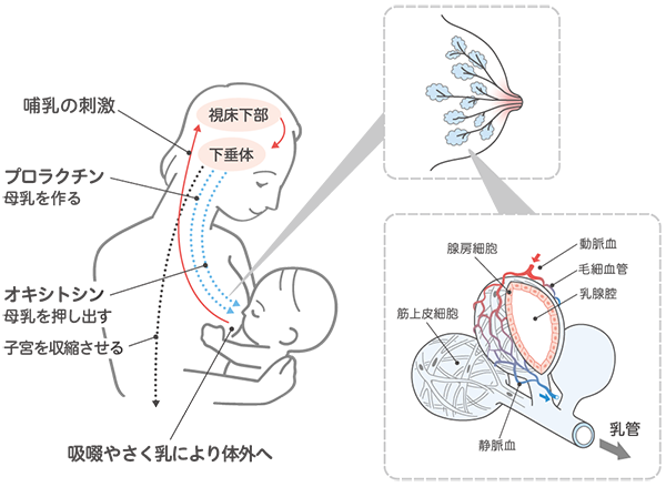 母乳が出るしくみイラスト